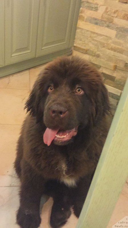 Фото: ньюфаундленд Браунблад МСК Ауди Рэд Лэсс (Brownblood MSK Audi Red Less)