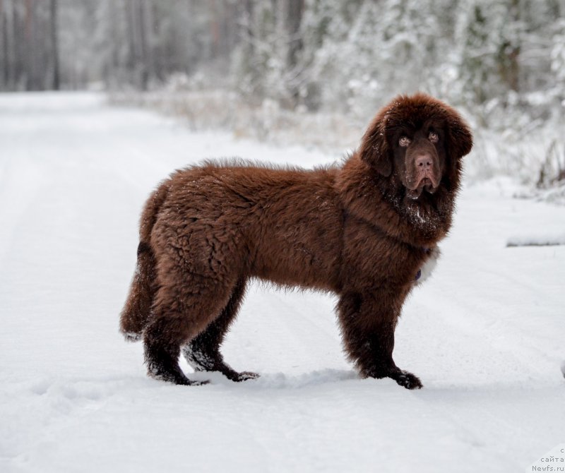 Фото: ньюфаундленд Браунблад МСК Альпина Гуардиан Соул (Brownblood MSK Alpina Guardian Soul)
