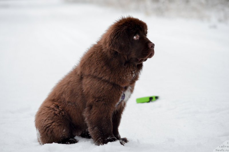 Фото: ньюфаундленд Браунблад МСК Альпина Гуардиан Соул (Brownblood MSK Alpina Guardian Soul)