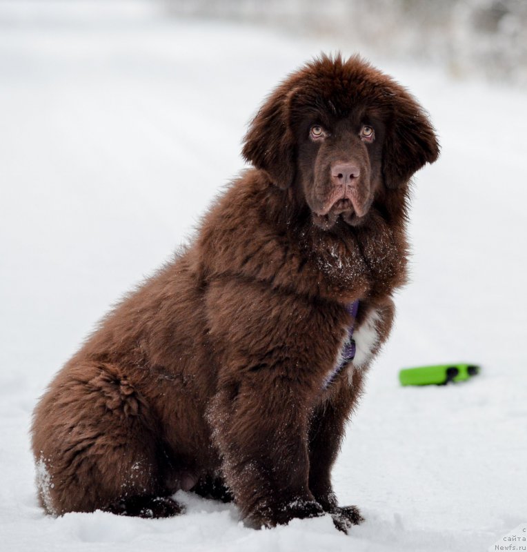 Фото: ньюфаундленд Браунблад МСК Альпина Гуардиан Соул (Brownblood MSK Alpina Guardian Soul)