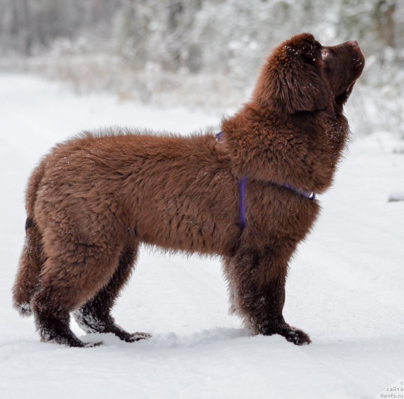 Фото: ньюфаундленд Браунблад МСК Альпина Гуардиан Соул (Brownblood MSK Alpina Guardian Soul)