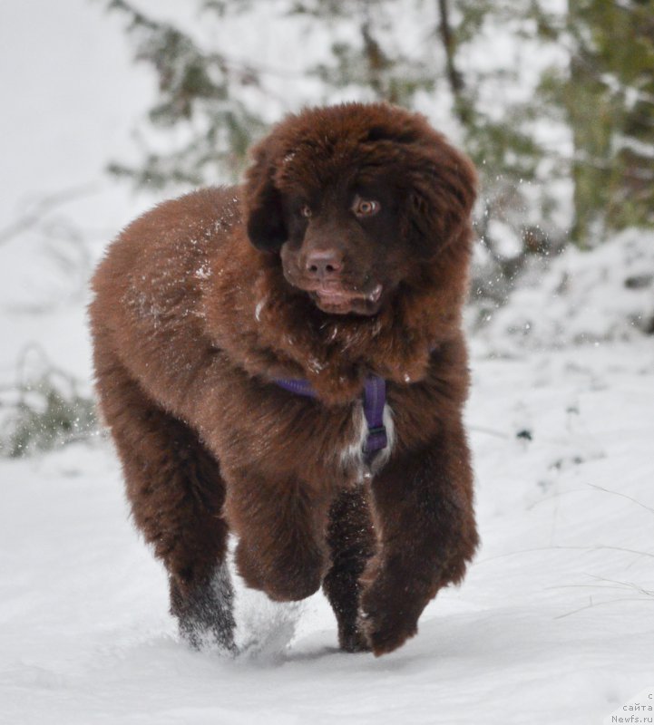 Фото: ньюфаундленд Браунблад МСК Альпина Гуардиан Соул (Brownblood MSK Alpina Guardian Soul)