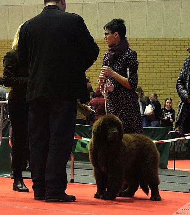 Фото: ньюфаундленд Браунблад МСК Армата Лойар Аид (Brownblood MSK Armata Loyar Aid)
