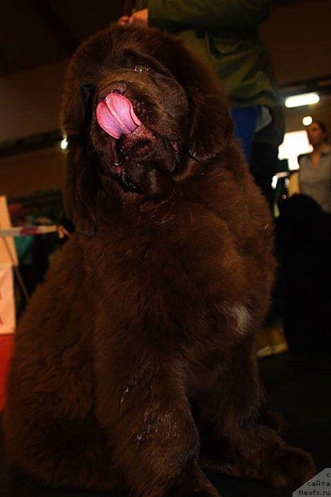 Фото: ньюфаундленд Браунблад МСК Армата Лойар Аид (Brownblood MSK Armata Loyar Aid)