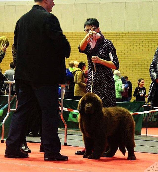 Фото: ньюфаундленд Браунблад МСК Армата Лойар Аид (Brownblood MSK Armata Loyar Aid)