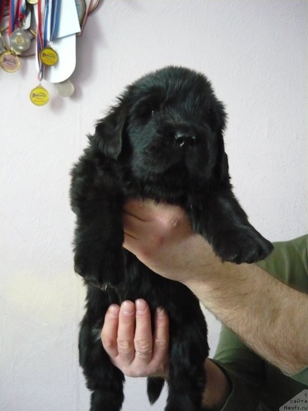 Фото: ньюфаундленд Ньюфорт Царская Дочь