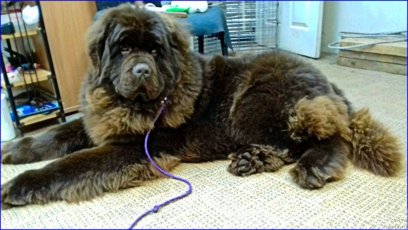 Фото: ньюфаундленд Браунблад МСК Велес Алистер (Brownblood MSK Veles Alister)