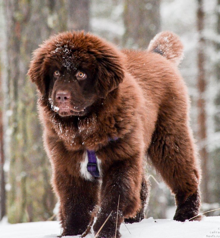 Фотография № 220443