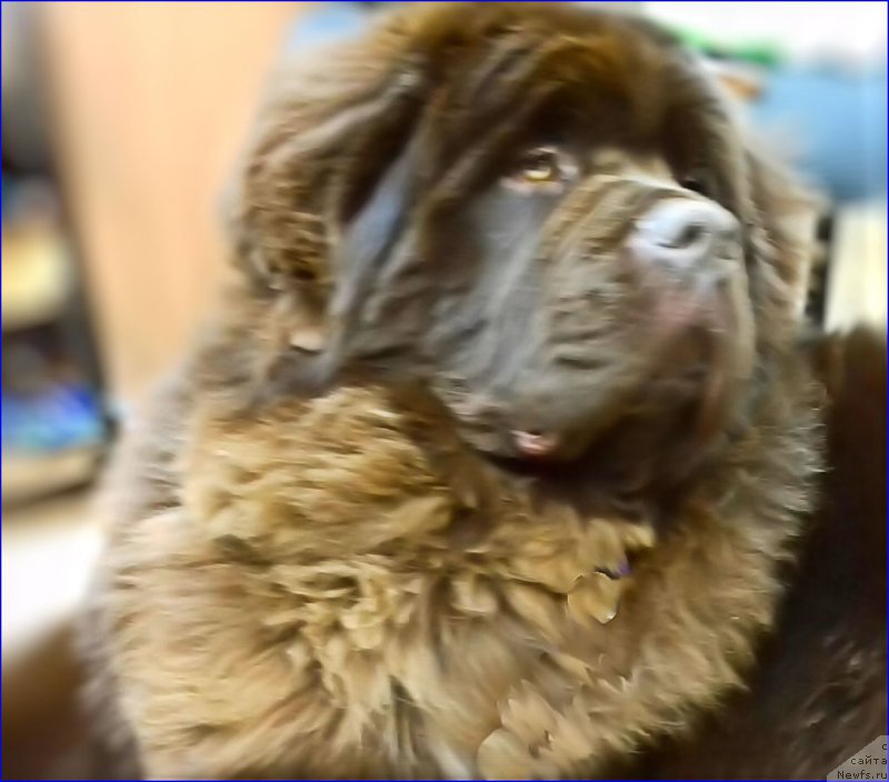 Фото: ньюфаундленд Браунблад МСК Велес Алистер (Brownblood MSK Veles Alister)