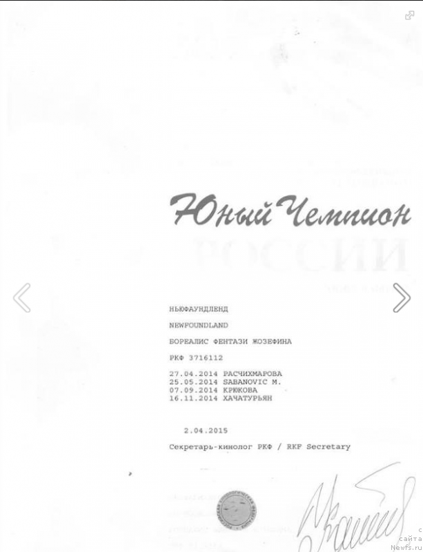 Фото: ньюфаундленд Бореалис Фентази Жозефина (Borealis Fantasy Zhozefina)