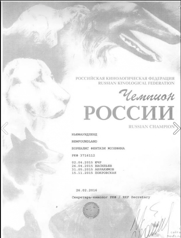 Фото: ньюфаундленд Бореалис Фентази Жозефина (Borealis Fantasy Zhozefina)