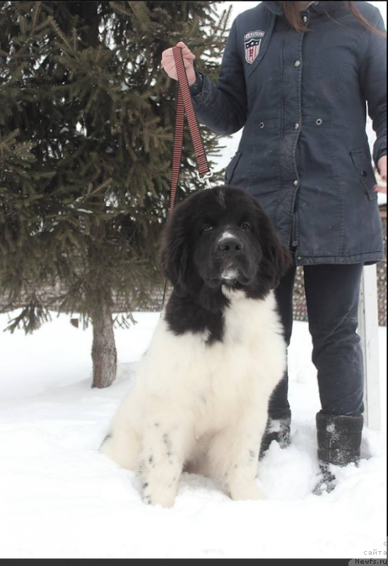 Фото: ньюфаундленд Великолепная Мэрджори Норд