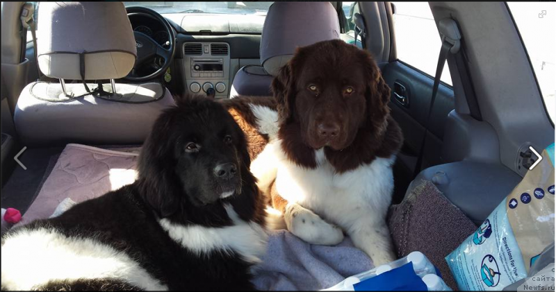 Фото: ньюфаундленд Ванджелис Эврика Бриллиант Поморья