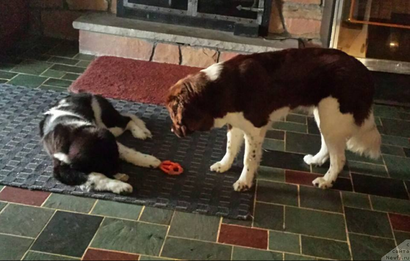 Фото: ньюфаундленд Ванджелис Эврика Бриллиант Поморья