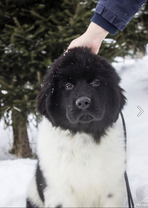 Фото: ньюфаундленд Вероник Орейбла