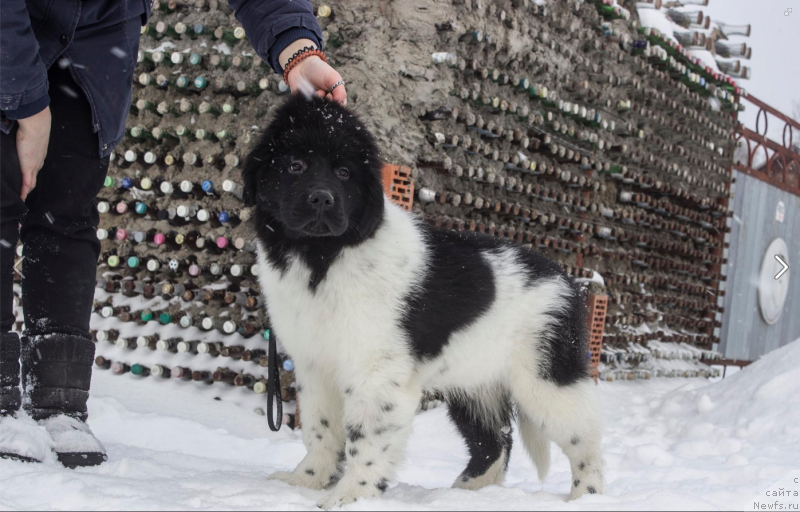 Фото: ньюфаундленд Вероник Орейбла