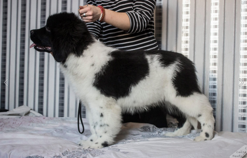 Фото: ньюфаундленд Вероник Орейбла