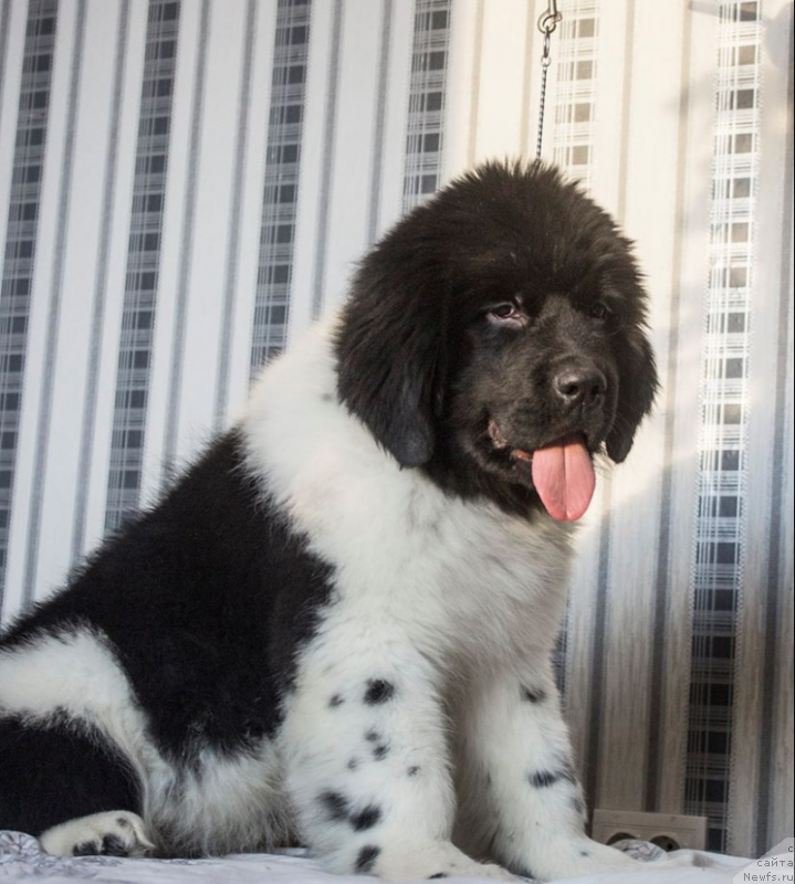 Фото: ньюфаундленд Вероник Орейбла