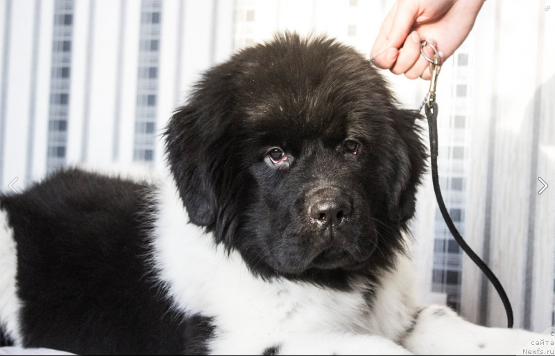 Фото: ньюфаундленд Вероник Орейбла