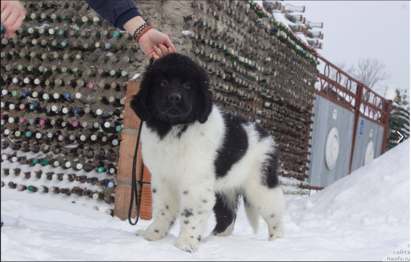 Фото: ньюфаундленд Вероник Орейбла