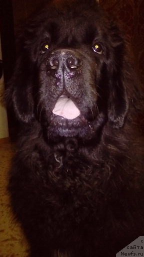 Фото: ньюфаундленд Реми Мартин Луи из Антаграда (Remi Martin Lui is Antagrada), ньюфаундленд Реми Мартин Луи из Антаграда (Remi Martin Lui is Antagrada)