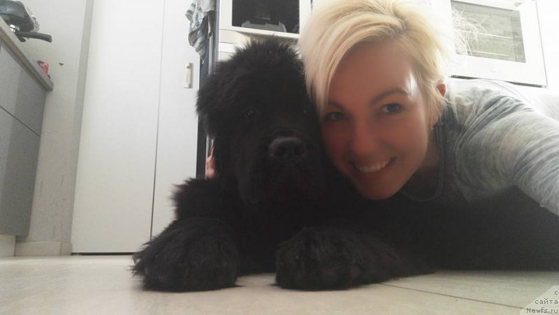 Фото: ньюфаундленд Ньюфорт Инстинкт Виннер Кнайт Итус