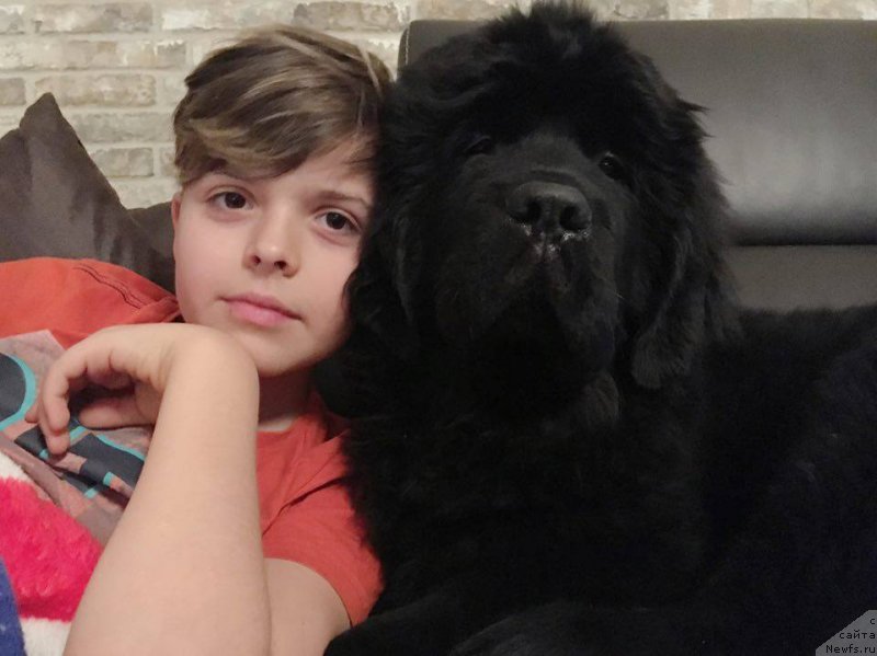 Фото: ньюфаундленд Ньюфорт Инстинкт Виннер Кнайт Итус