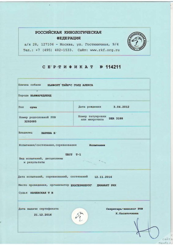 Фото: ньюфаундленд Ньюфорт Тайм'с Голд Алекса