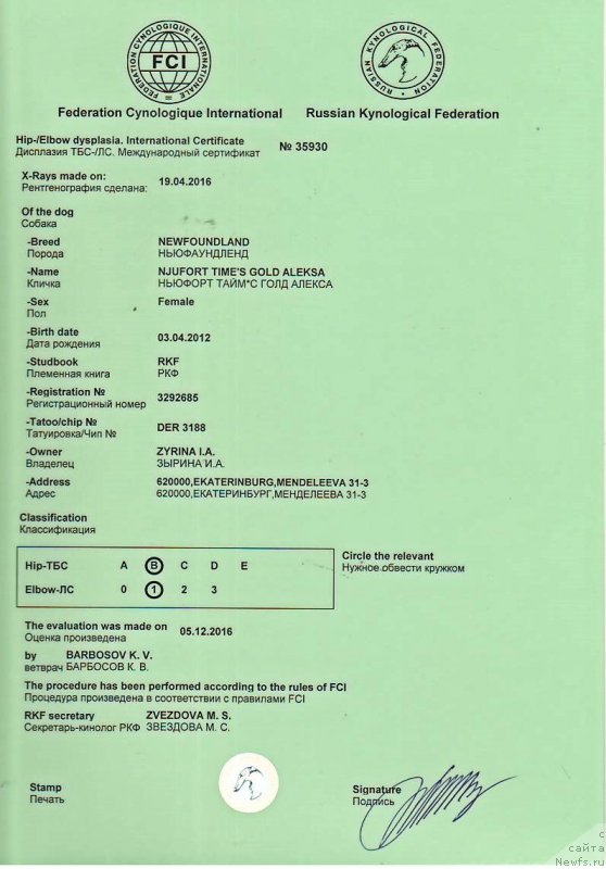 Фото: ньюфаундленд Ньюфорт Тайм'с Голд Алекса