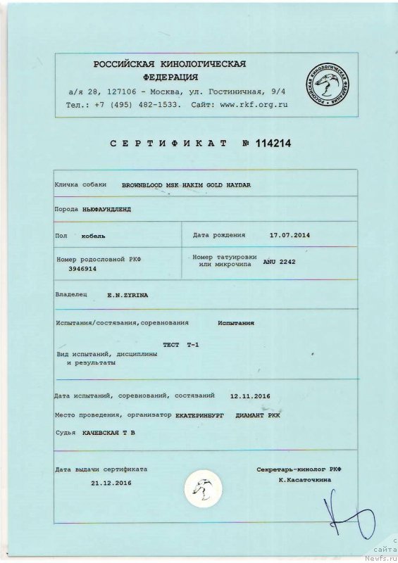 Фото: ньюфаундленд Браунблад МСК Хаким Голд Хайдар (Brownblood MSK Hakim Gold Haydar)