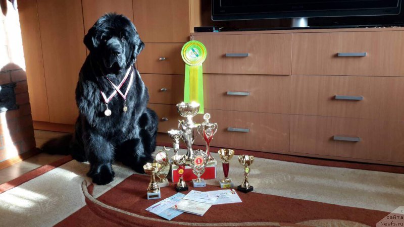 Фото: ньюфаундленд Блэк Перл оф Греат Прайс (Black Pearl of Great Price)