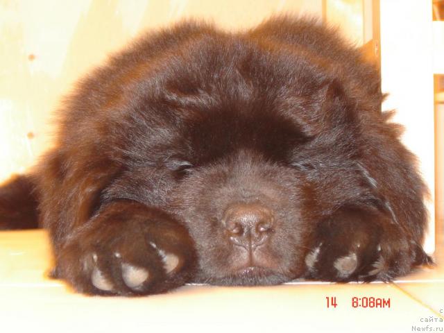 Фото: ньюфаундленд Матвей с Берега Дона (Matvey s Berega Dona)