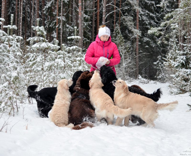 Фото: ньюфаундленд Браунблад МСК Альпина Гуардиан Соул (Brownblood MSK Alpina Guardian Soul)