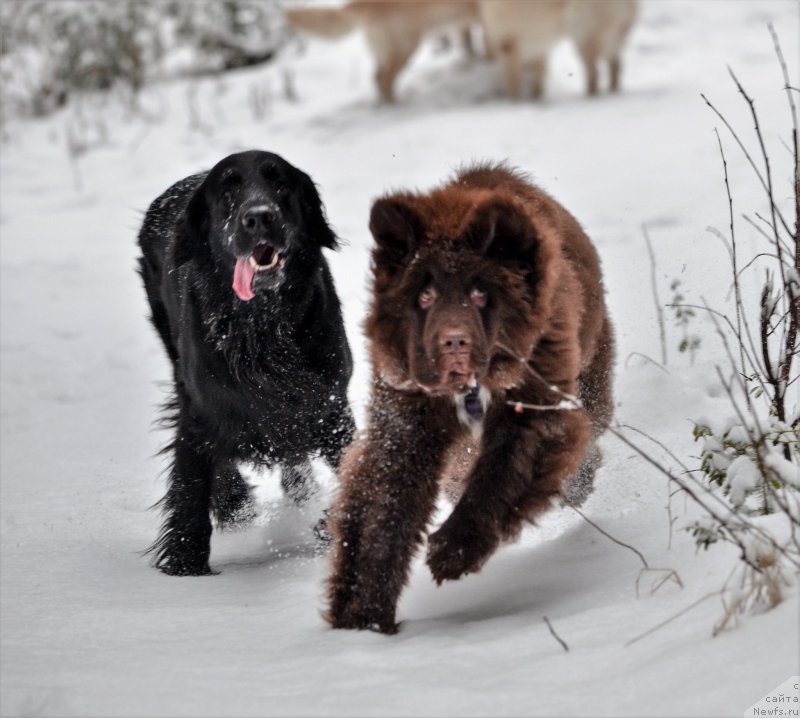 Фото: ньюфаундленд Браунблад МСК Альпина Гуардиан Соул (Brownblood MSK Alpina Guardian Soul)