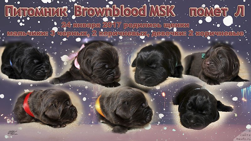 Фотография № 220493