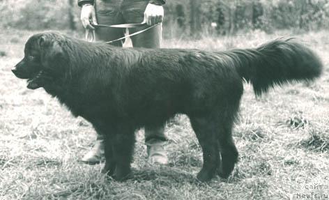 Фото: ньюфаундленд Ярди Грим Пейб