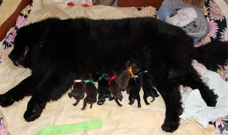 Фото: ньюфаундленд Браунблад МСК Харрикейн Хиггенс (Brownblood MSK Harricane Higgins)