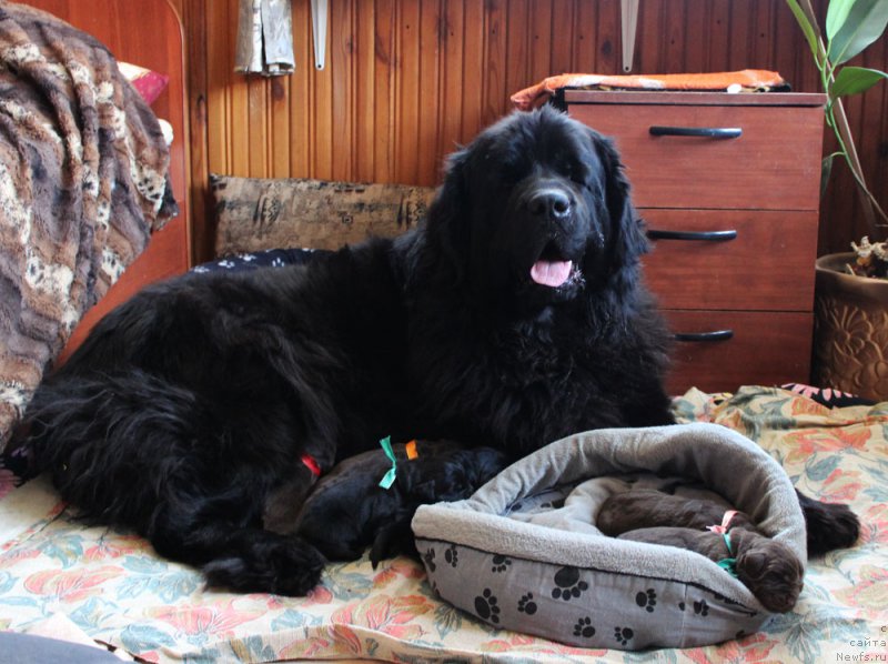 Фото: ньюфаундленд Браунблад МСК Харрикейн Хиггенс (Brownblood MSK Harricane Higgins)