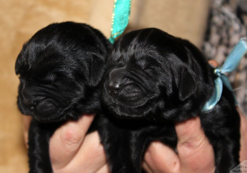 Фото: ньюфаундленд Браунблад MCК Лэджендари Норс (Brownblood MSK Lagendary North), ньюфаундленд Браунблад MCК Лави Нэман (Brownblood MSK Lavy Neman)