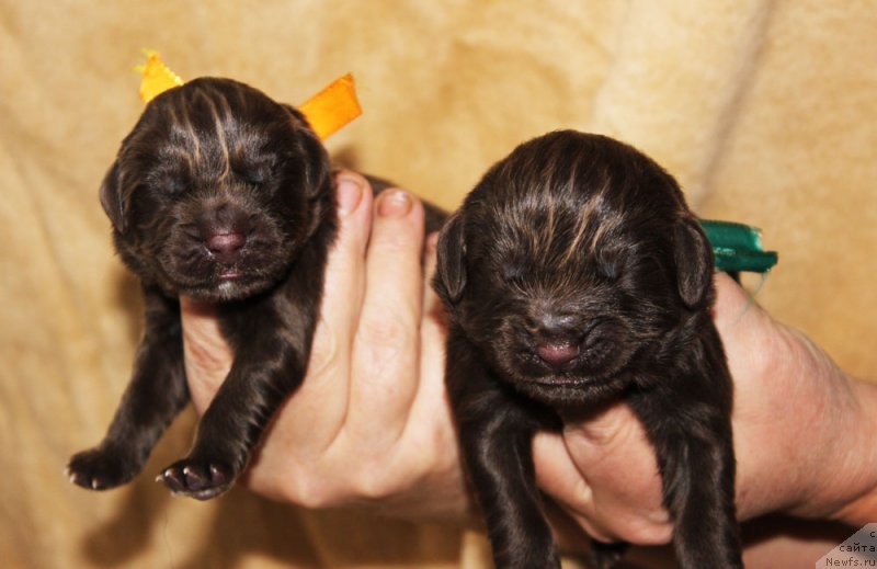 Фото: ньюфаундленд Браунблад МСК Ларчи Ардон (Brownblood MSK Larchie Ardon), ньюфаундленд Браунблад  МСК Лион Лаби-Рони (Brownblood MSK Lyon Labi-Roni)