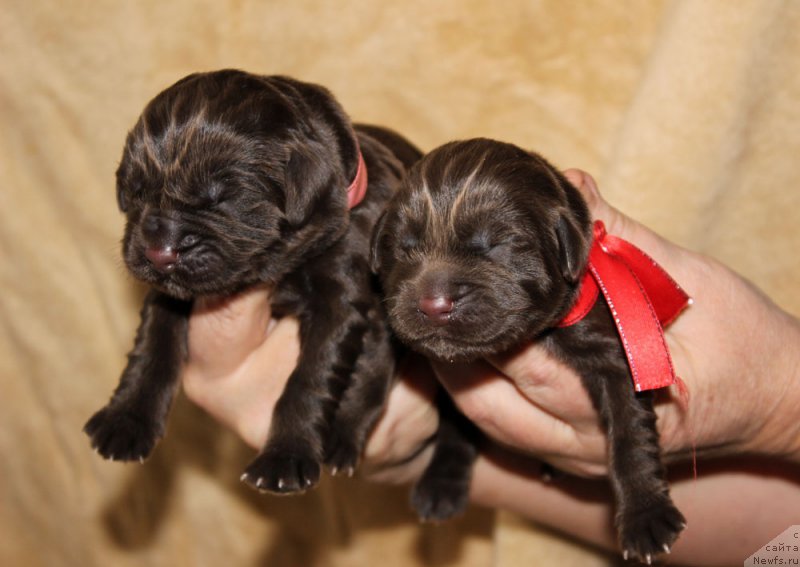 Фото: ньюфаундленд Браунблад МСК Лея Айман (Brownblood MSK Leya Aiman), ньюфаундленд Браунблад МСК Ливона Либа (Brownblood MSK Livona Liba)