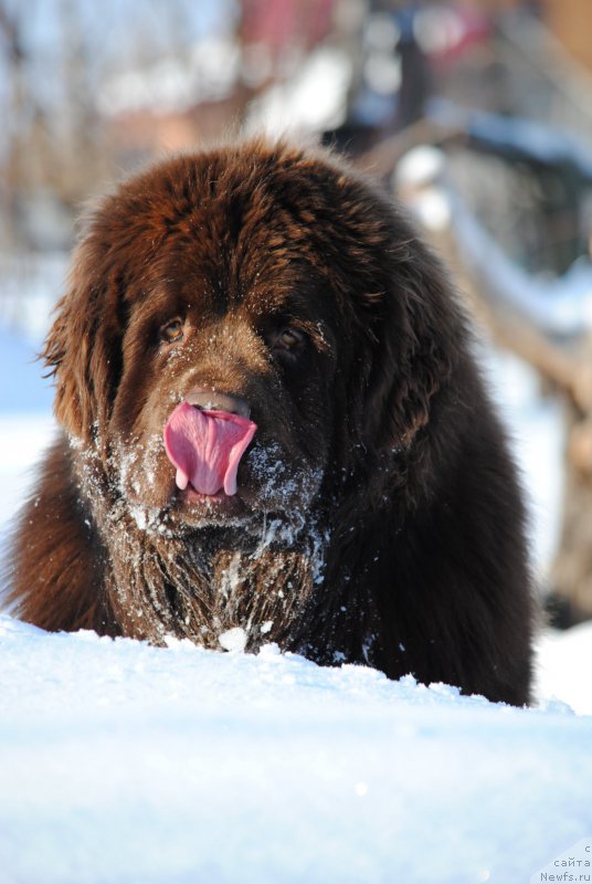 Фото: ньюфаундленд Faraon Cancrimo