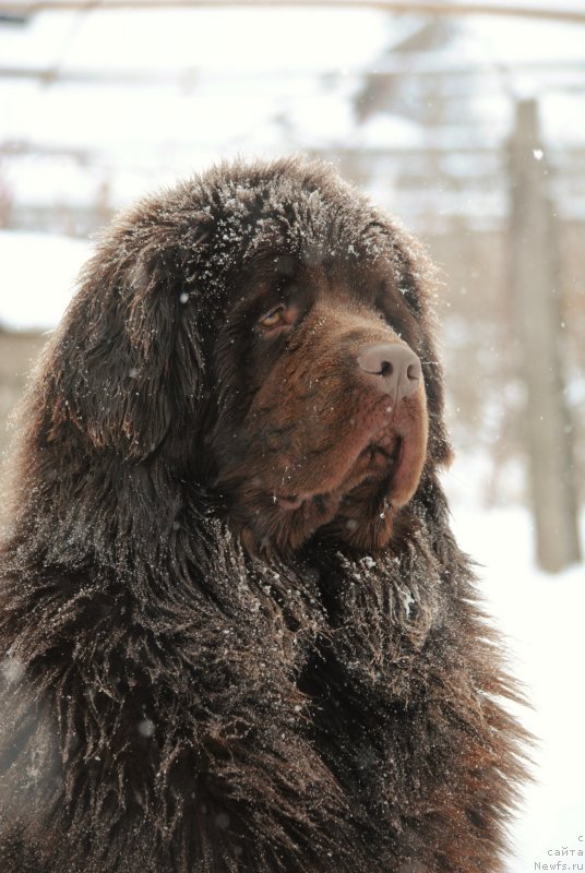Фото: ньюфаундленд Faraon Cancrimo