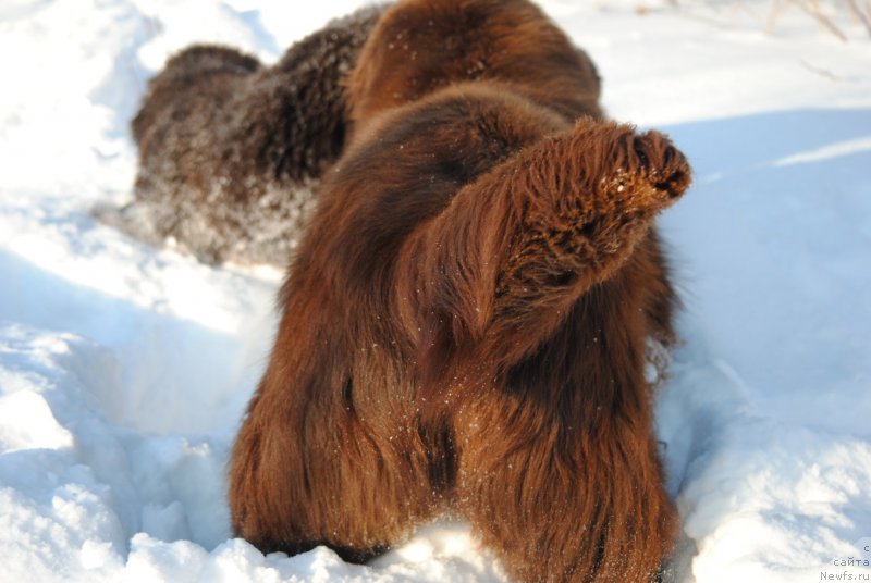 Фото: ньюфаундленд Faraon Cancrimo