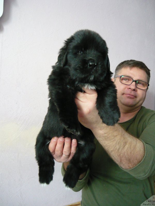 Фото: ньюфаундленд Ньюфорт Царская Дочь