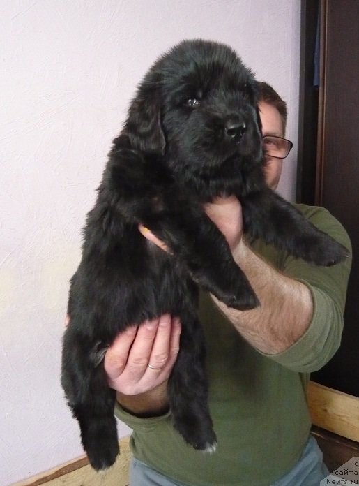 Фото: ньюфаундленд Ньюфорт Царская Дочь