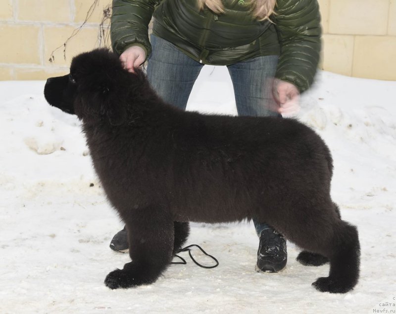 Фото: ньюфаундленд King of Helluland I'm Precious