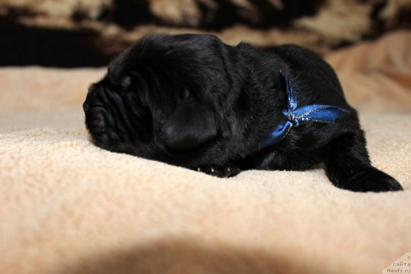 Фотография № 220520