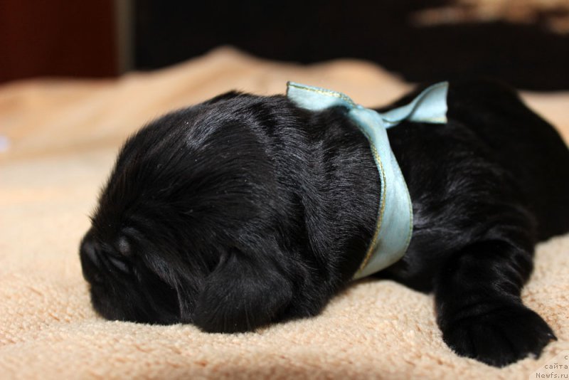 Фото: ньюфаундленд Браунблад MCК Лави Нэман (Brownblood MSK Lavy Neman)