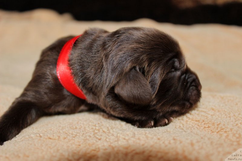 Фото: ньюфаундленд Браунблад МСК Ливона Либа (Brownblood MSK Livona Liba)